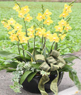 Yellow Orchids.Congratulation