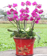 Red Orchids,Congratulation