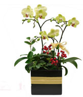 Green Apple orchid. small potted