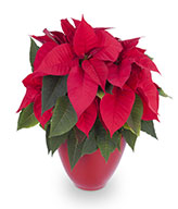 The Great Poinsettia