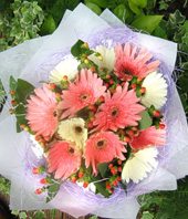 12 Gerbera Daisies