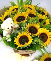 10 Sunflowers with A bear